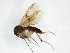  (Mycetophila lubomirskii - TSZD-JKJ-103271)  @11 [ ] CreativeCommons - Attribution Non-Commercial Share-Alike (2017) Unspecified Tromsø University Museum