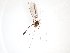  ( - TSZD-JKJ-103282)  @11 [ ] CreativeCommons - Attribution Non-Commercial Share-Alike (2017) Unspecified Tromsø University Museum