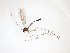  (Bolitophila austriaca - TSZD-JKJ-103294)  @13 [ ] CreativeCommons - Attribution Non-Commercial Share-Alike (2017) Unspecified Tromsø University Museum