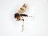  ( - TSZD-JKJ-103311)  @11 [ ] CreativeCommons - Attribution Non-Commercial Share-Alike (2017) Unspecified Tromsø University Museum