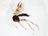  (Dynatosoma reciprocum - TSZD-JKJ-103328)  @11 [ ] CreativeCommons - Attribution Non-Commercial Share-Alike (2017) Unspecified Tromsø University Museum