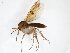  (Mycetophila finlandica - TSZD-JKJ-103339)  @14 [ ] CreativeCommons - Attribution Non-Commercial Share-Alike (2017) Unspecified Tromsø University Museum