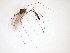  ( - TSZD-JKJ-103346)  @11 [ ] CreativeCommons - Attribution Non-Commercial Share-Alike (2017) Unspecified Tromsø University Museum