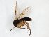  (Mycetophila JKJ-spK - TSZD-JKJ-103364)  @11 [ ] CreativeCommons - Attribution Non-Commercial Share-Alike (2017) Unspecified Tromsø University Museum