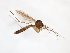  ( - TSZD-JKJ-103386)  @13 [ ] CreativeCommons - Attribution Non-Commercial Share-Alike (2017) Unspecified Tromsø University Museum