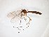  ( - TSZD-JKJ-103426)  @11 [ ] CreativeCommons - Attribution Non-Commercial Share-Alike (2017) Unspecified Tromsø University Museum