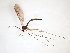  ( - TSZD-JKJ-103444)  @11 [ ] CreativeCommons - Attribution Non-Commercial Share-Alike (2017) Unspecified Tromsø University Museum