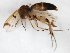  (Mycetophila JKJ-spJ - TSZD-JKJ-103460)  @11 [ ] CreativeCommons - Attribution Non-Commercial Share-Alike (2017) Unspecified Tromsø University Museum