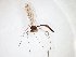  (Bolitophila occlusa - TSZD-JKJ-103471)  @13 [ ] CreativeCommons - Attribution Non-Commercial Share-Alike (2017) Unspecified Tromsø University Museum