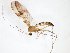  (Macrocera angulata - TSZD-JKJ-103478)  @14 [ ] CreativeCommons - Attribution Non-Commercial Share-Alike (2017) Unspecified Tromsø University Museum