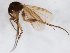  (Sceptonia flavipuncta - TSZD-JKJ-103481)  @11 [ ] CreativeCommons - Attribution Non-Commercial Share-Alike (2017) Unspecified Tromsø University Museum