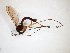  (Gnoriste - TSZD-JKJ-103495)  @13 [ ] CreativeCommons - Attribution Non-Commercial Share-Alike (2017) Unspecified Tromsø University Museum