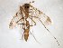  ( - TSZD-JKJ-103503)  @11 [ ] CreativeCommons - Attribution Non-Commercial Share-Alike (2017) Unspecified Tromsø University Museum