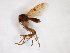  (Mycetophila sublunata - TSZD-JKJ-103506)  @11 [ ] CreativeCommons - Attribution Non-Commercial Share-Alike (2017) Unspecified Tromsø University Museum