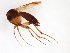  (Dynatosoma cochleare - TSZD-JKJ-103528)  @11 [ ] CreativeCommons - Attribution Non-Commercial Share-Alike (2017) Unspecified Tromsø University Museum