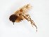  ( - TSZD-JKJ-103538)  @11 [ ] CreativeCommons - Attribution Non-Commercial Share-Alike (2017) Unspecified Tromsø University Museum
