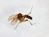  (Macrobrachius - TSZD-JKJ-103551)  @11 [ ] CreativeCommons - Attribution Non-Commercial Share-Alike (2017) Unspecified Tromsø University Museum