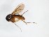  (Epicypta limnophila - TSZD-JKJ-103554)  @12 [ ] CreativeCommons - Attribution Non-Commercial Share-Alike (2017) Unspecified Tromsø University Museum