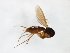  ( - TSZD-JKJ-103555)  @12 [ ] CreativeCommons - Attribution Non-Commercial Share-Alike (2017) Unspecified Tromsø University Museum
