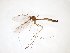  (Bolitophila JKJ-spB - TSZD-JKJ-103593)  @11 [ ] CreativeCommons - Attribution Non-Commercial Share-Alike (2017) Unspecified Tromsø University Museum