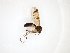  ( - TSZD-JKJ-103604)  @11 [ ] CreativeCommons - Attribution Non-Commercial Share-Alike (2017) Unspecified Tromsø University Museum