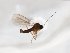  ( - TSZD-JKJ-103777)  @11 [ ] CreativeCommons - Attribution Non-Commercial Share-Alike (2017) Unspecified Tromsø University Museum