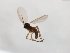  ( - TSZD-JKJ-103779)  @12 [ ] CreativeCommons - Attribution Non-Commercial Share-Alike (2017) Unspecified Tromsø University Museum