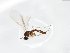  ( - TSZD-JKJ-103786)  @11 [ ] CreativeCommons - Attribution Non-Commercial Share-Alike (2017) Unspecified Tromsø University Museum