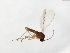  (Cratyna brachialis - TSZD-JKJ-103945)  @11 [ ] CreativeCommons - Attribution Non-Commercial Share-Alike (2017) Unspecified Tromsø University Museum