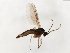  (Cratyna tuberculata - TSZD-JKJ-103954)  @11 [ ] CreativeCommons - Attribution Non-Commercial Share-Alike (2017) Unspecified Tromsø University Museum