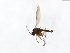  ( - TSZD-JKJ-103961)  @13 [ ] CreativeCommons - Attribution Non-Commercial Share-Alike (2017) Unspecified Tromsø University Museum