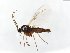  (Cratyna colei - TSZD-JKJ-103972)  @13 [ ] CreativeCommons - Attribution Non-Commercial Share-Alike (2017) Unspecified Tromsø University Museum