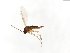  (Corynoptera tumidula - TSZD-JKJ-103995)  @11 [ ] CreativeCommons - Attribution Non-Commercial Share-Alike (2017) Unspecified Tromsø University Museum