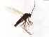  ( - TSZD-JKJ-104026)  @11 [ ] CreativeCommons - Attribution Non-Commercial Share-Alike (2017) Unspecified Tromsø University Museum