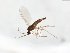  ( - TSZD-JKJ-104076)  @11 [ ] CreativeCommons - Attribution Non-Commercial Share-Alike (2017) Unspecified Tromsø University Museum