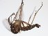  ( - TSZD-JKJ-104156)  @11 [ ] CreativeCommons - Attribution Non-Commercial Share-Alike (2018) Unspecified Tromsø University Museum