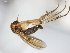  (Mycetophila lamellata - TSZD-JKJ-104161)  @11 [ ] CreativeCommons - Attribution Non-Commercial Share-Alike (2018) Unspecified Tromsø University Museum