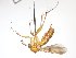  (Dynatosoma sp - TSZD-JKJ-104167)  @11 [ ] CreativeCommons - Attribution Non-Commercial Share-Alike (2018) Unspecified Tromsø University Museum