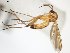  ( - TSZD-JKJ-104168)  @11 [ ] CreativeCommons - Attribution Non-Commercial Share-Alike (2018) Unspecified Tromsø University Museum