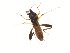  ( - TSZD-JKJ-104340)  @11 [ ] CreativeCommons - Attribution Non-Commercial Share-Alike (2018) Unspecified Tromsø University Museum