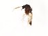  ( - TSZD-JKJ-104342)  @11 [ ] CreativeCommons - Attribution Non-Commercial Share-Alike (2018) Unspecified Tromsø University Museum