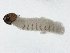  ( - TSZD-JKJ-104537)  @11 [ ] CreativeCommons - Attribution Non-Commercial Share-Alike (2018) Unspecified Tromsø University Museum