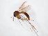  (Exechia penicillata - TSZD-JKJ-104675)  @11 [ ] CreativeCommons - Attribution Non-Commercial Share-Alike (2018) Unspecified Tromsø University Museum