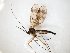  (Macrocera maculata - TSZD-JKJ-104710)  @11 [ ] CreativeCommons - Attribution Non-Commercial Share-Alike (2018) Unspecified Tromsø University Museum