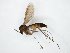  ( - TSZD-JKJ-104745)  @11 [ ] CreativeCommons - Attribution Non-Commercial Share-Alike (2018) Unspecified Tromsø University Museum