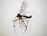  (Acomoptera spinistyla - TSZD-JKJ-104756)  @11 [ ] CreativeCommons - Attribution Non-Commercial Share-Alike (2018) Unspecified Tromsø University Museum
