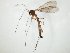  (Bolitophila JKJ-spE - TSZD-JKJ-104771)  @13 [ ] CreativeCommons - Attribution Non-Commercial Share-Alike (2018) Unspecified Tromsø University Museum