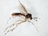  (Brachycampta triangularis - TSZD-JKJ-104972)  @13 [ ] CreativeCommons - Attribution Non-Commercial Share-Alike (2018) Unspecified Tromsø University Museum