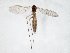  ( - TSZD-JKJ-105093)  @11 [ ] CreativeCommons - Attribution Non-Commercial Share-Alike (2019) Unspecified Tromsø University Museum