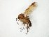  (Leia fascipennis - TSZD-JKJ-105121)  @14 [ ] CreativeCommons - Attribution Non-Commercial Share-Alike (2019) Unspecified Tromsø University Museum